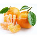 Juicy fruit sweet taste baby mandarin